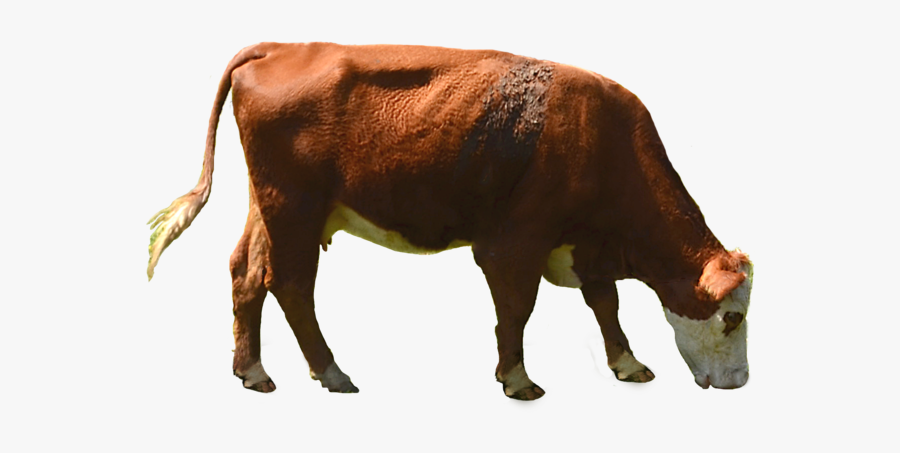 Cow Png - Cow Transparent, Transparent Clipart