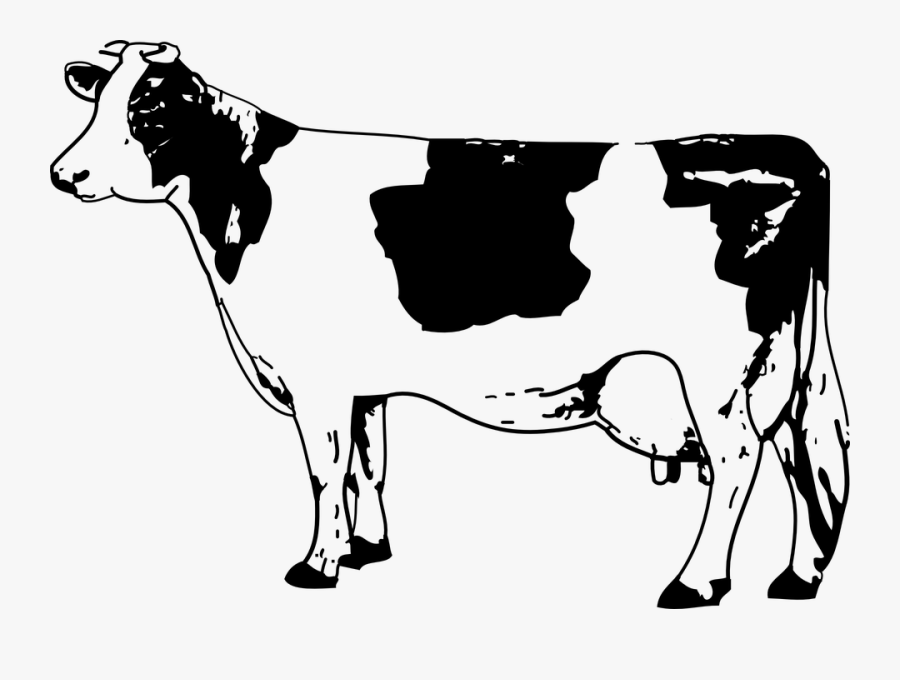 Cow Black N White, Transparent Clipart