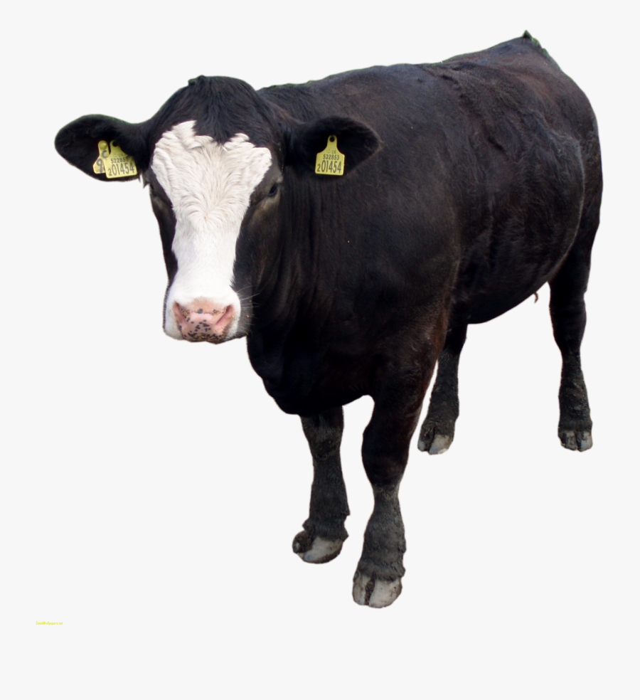 Cow Png - Transparent Background Black Cow Png, Transparent Clipart