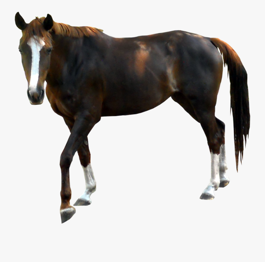 Horse Transparent Background, Transparent Clipart