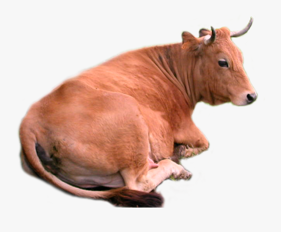 Cow Png - Brown Cow Png, Transparent Clipart