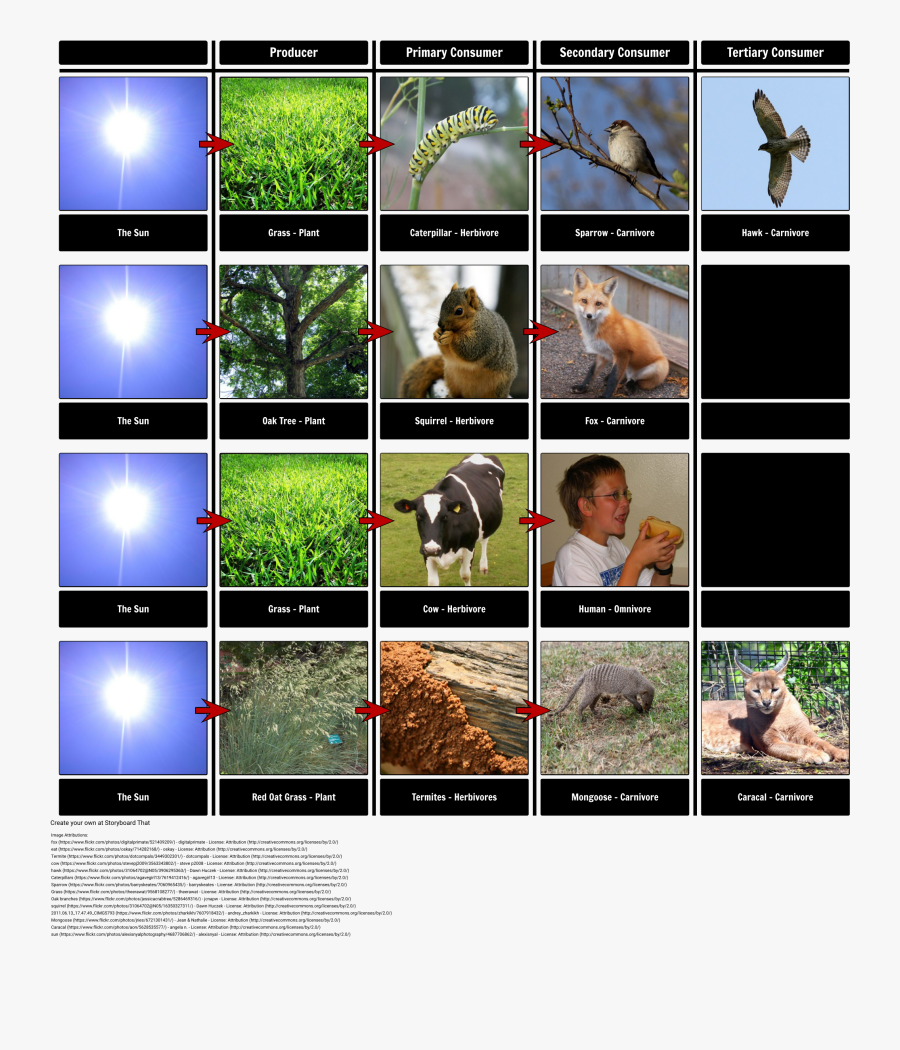Food Chain Examples - Food Chain With An Orangutan, Transparent Clipart