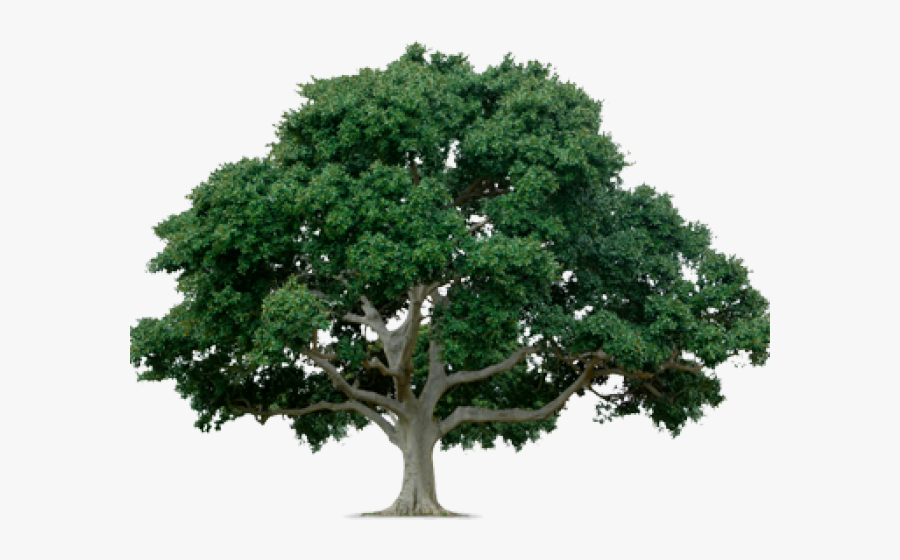 Transparent Creepy Tree Clipart - Bald Cypress Tree Png, Transparent Clipart