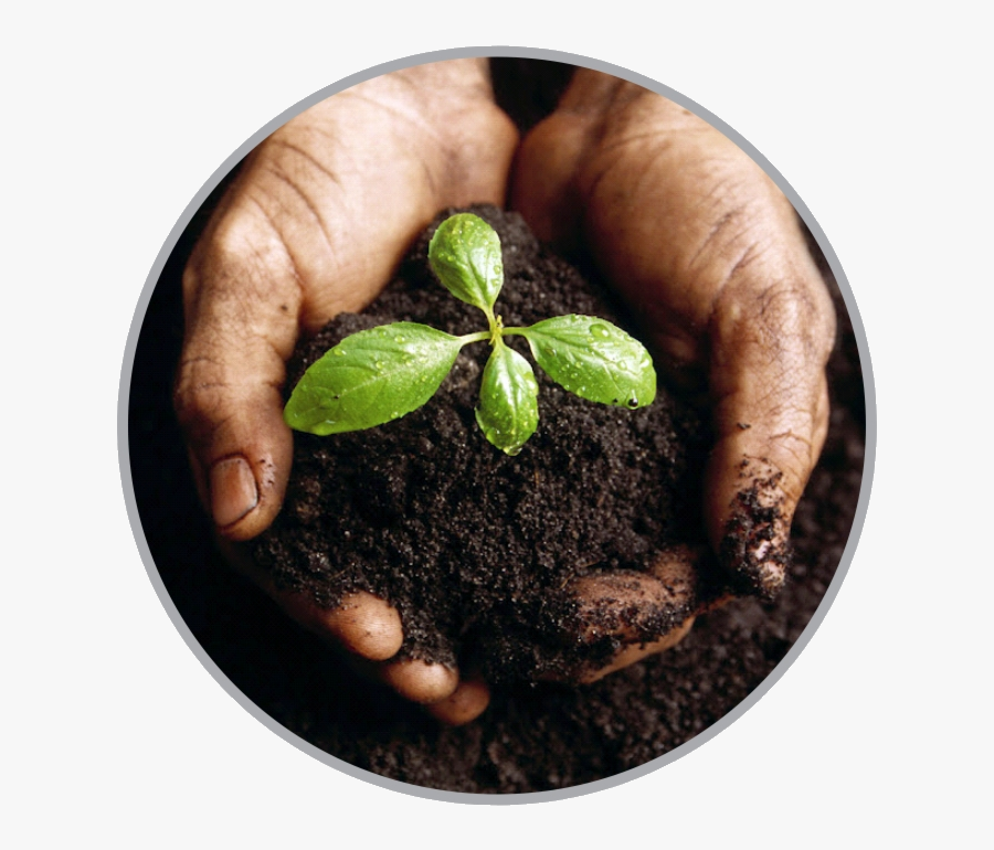 Soil Clipart Tanaman Promote Biodiversity Hd Transparent - Seeds Of A Tree, Transparent Clipart