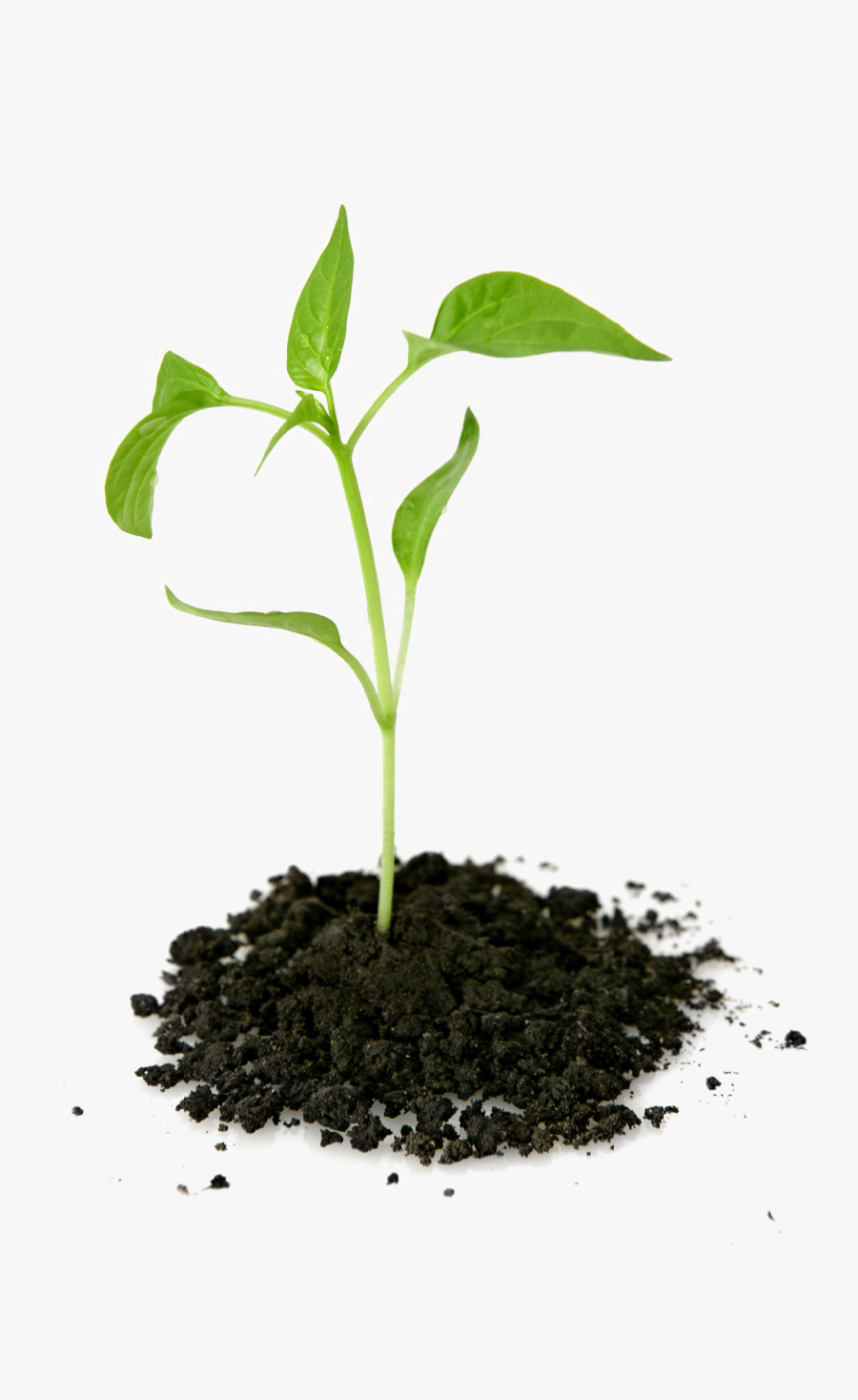 Plant Growing Out Of Ground, Transparent Clipart