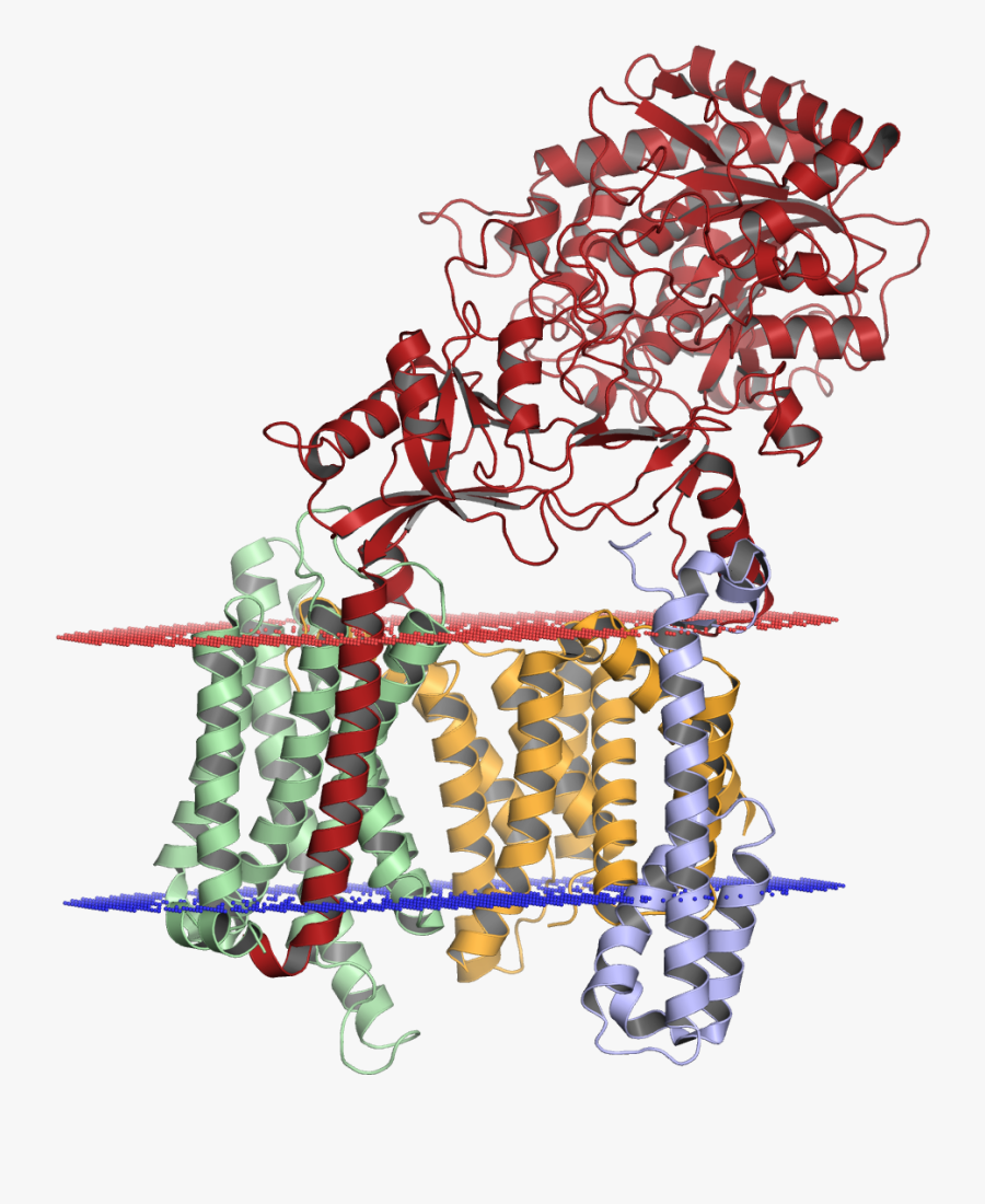 Gamma Secretase - Γ Secretase, Transparent Clipart