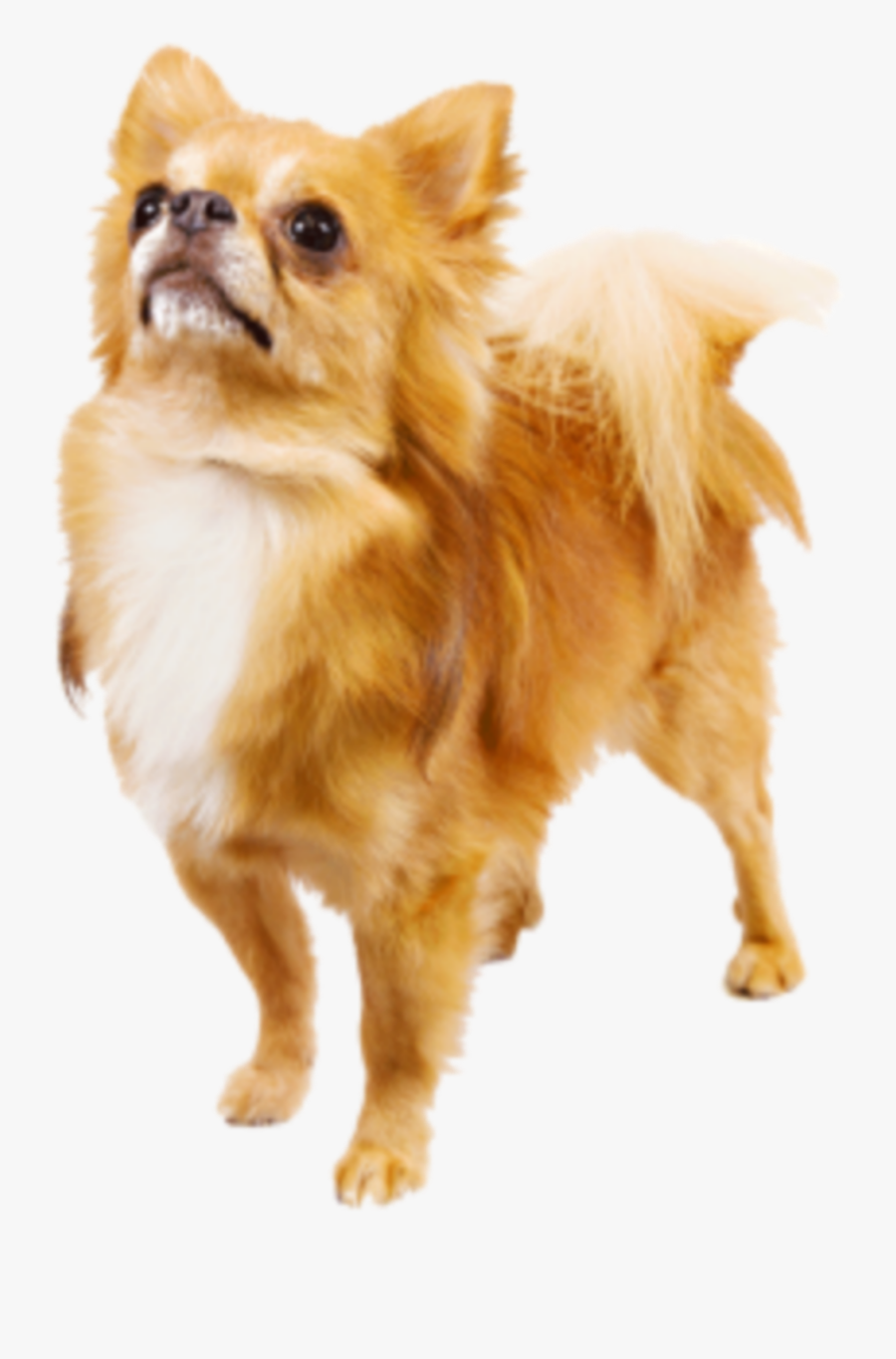 #cute #dog #animal #pet #loyal #puppy #happy #small - Chihuahua Shih Tzu Dog Png, Transparent Clipart