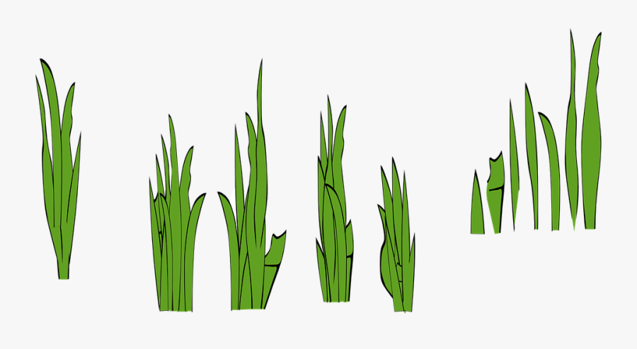 Grass, Rice Field, Rice Paddy, Blades, Lawn, Grasses - Blades Of Grass Drawing, Transparent Clipart