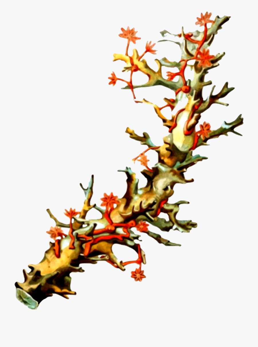 A Passionate History - Reef Iain Mccalman, Transparent Clipart