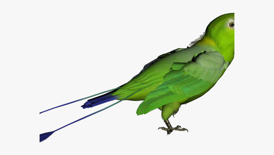 Parrot, Transparent Clipart
