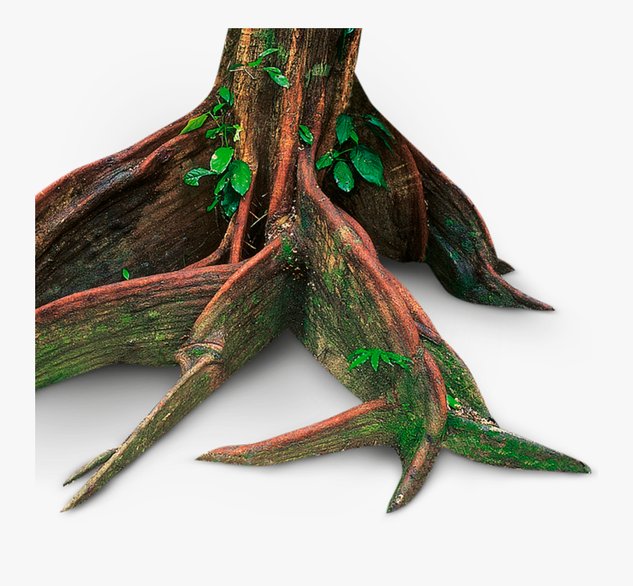 Forest Floor Facts Layers In The Rainforest Dk Find - Squid, Transparent Clipart