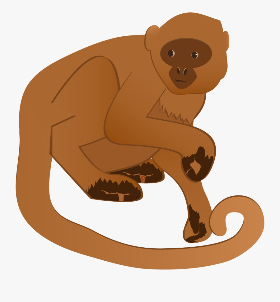 Capuchin Monkey, Transparent Clipart