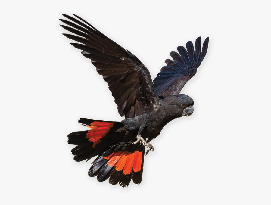 Bald Eagle, Transparent Clipart