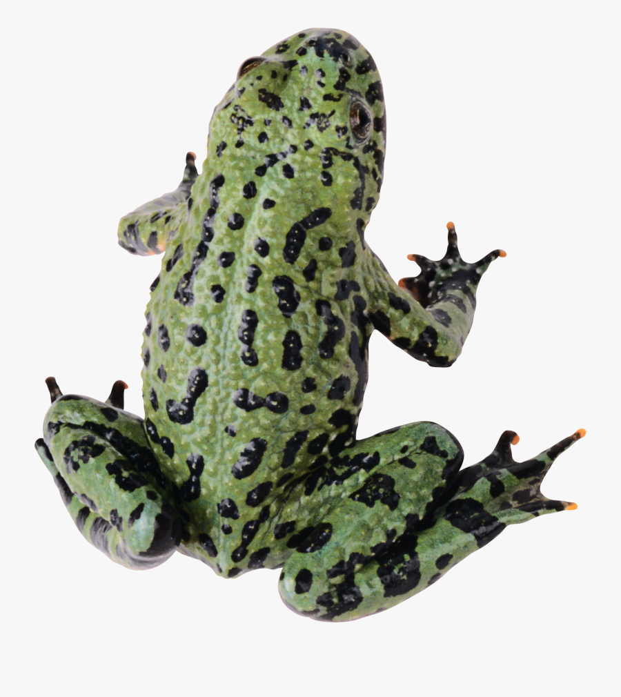 Transparent Cute Hopping Frog Clipart - Frog With Transparent Background, Transparent Clipart