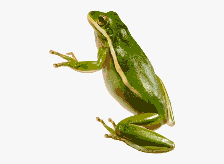 Green Tree Frog Transparent Background, Transparent Clipart