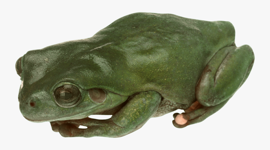 Frog Invisible Background, Transparent Clipart