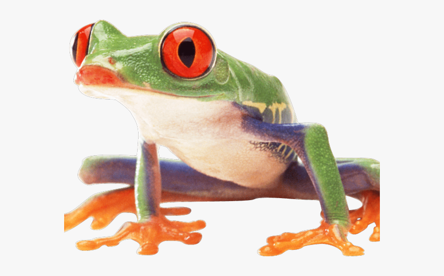 Mothers Day Cards With Frog , Free Transparent Clipart - ClipartKey