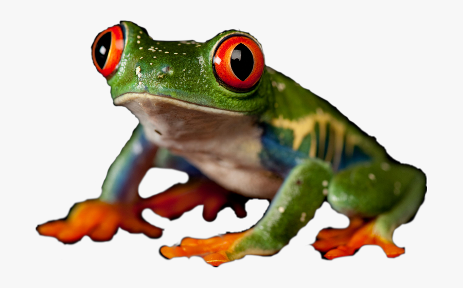 Red-eyed Tree Frog Clipart , Png Download - Joel Sartore Photo Animaux, Transparent Clipart