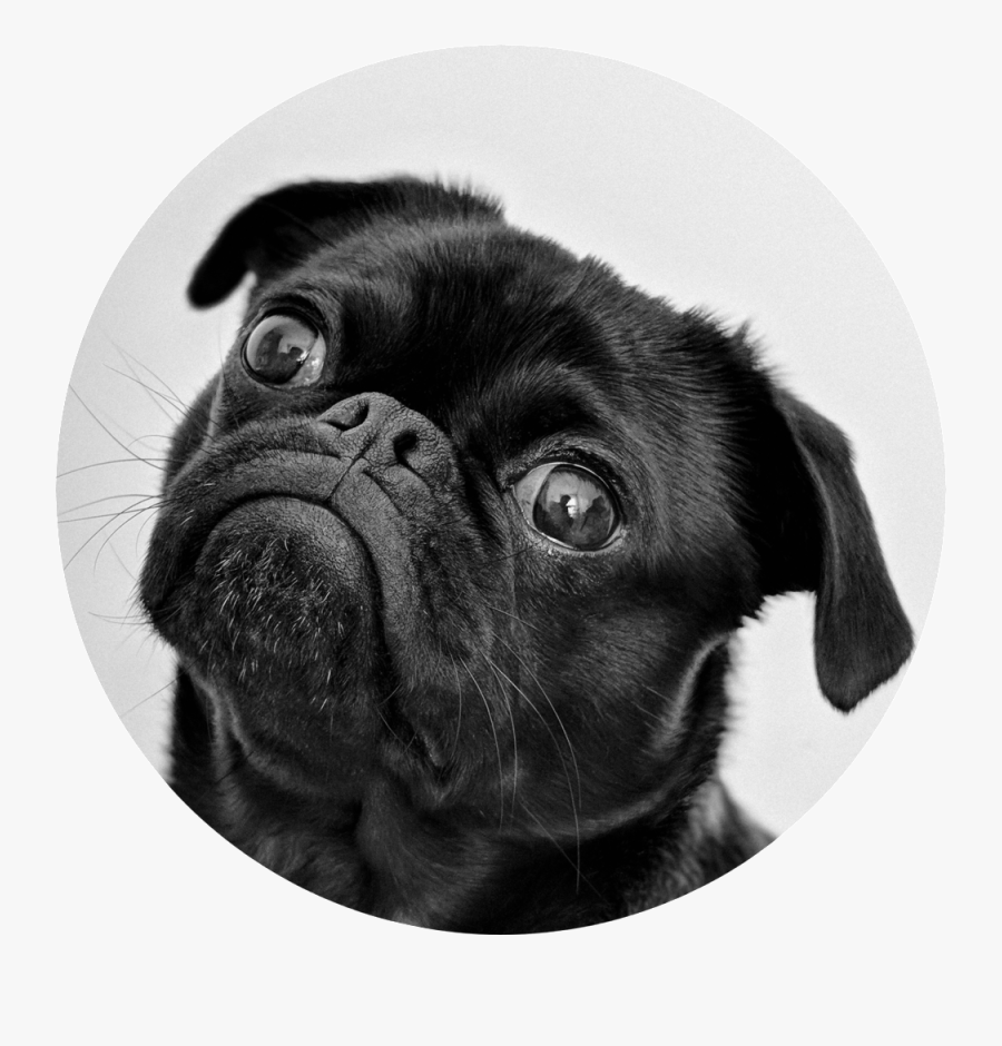 Animal Black White - Dog, Transparent Clipart