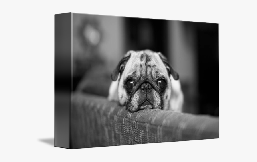 Clip Art Black And White Pug - Pug Photograph, Transparent Clipart