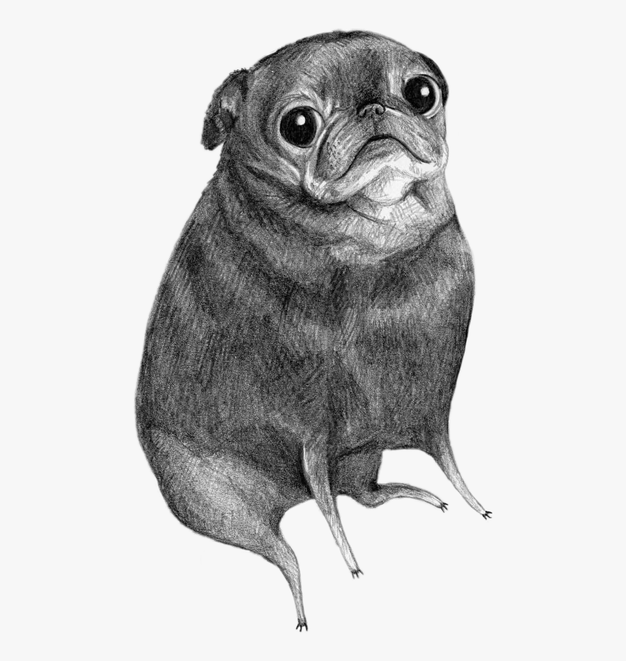 #dogs #dog #pug #pug Life #pugs #draw #art #drawing - White And Black Pug, Transparent Clipart