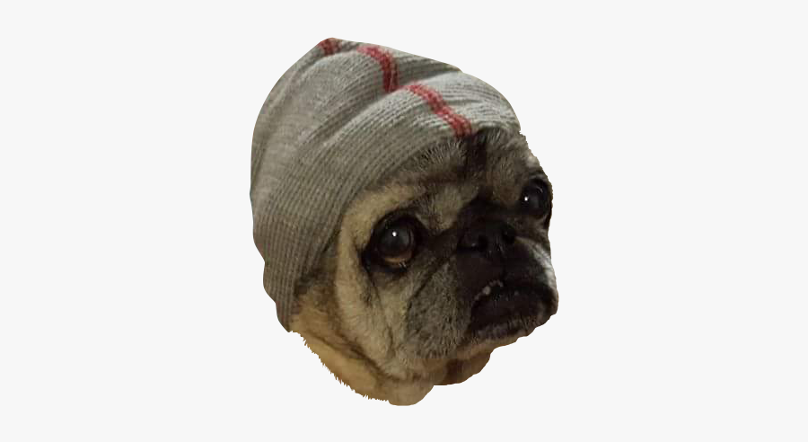 Pug, Transparent Clipart