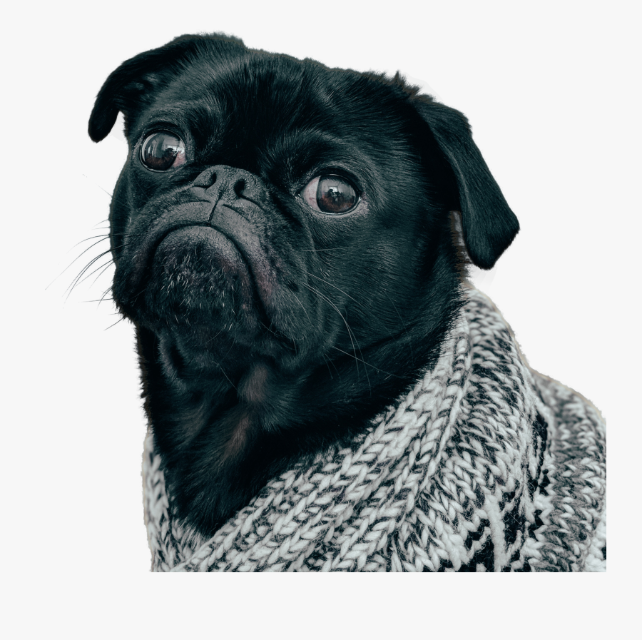 Clip Art Black Pug Dog, Transparent Clipart