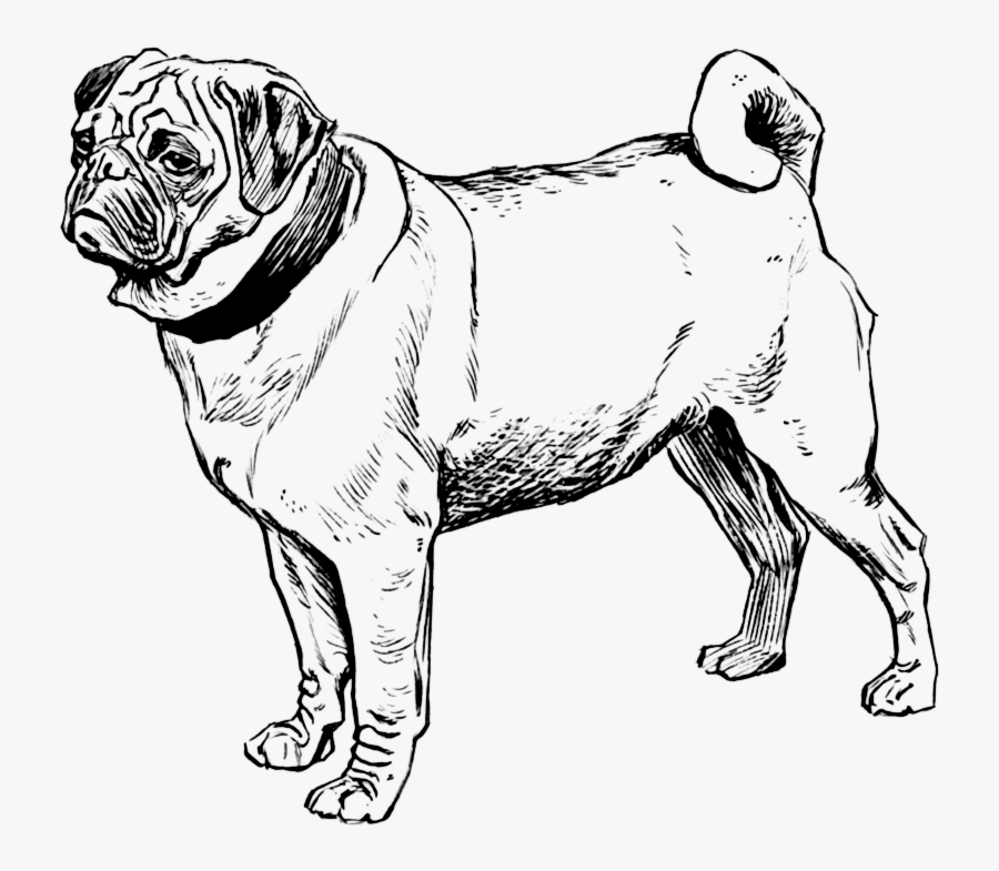 Transparent Black Pug Png - Coloring Pages Dog Breeds, Transparent Clipart
