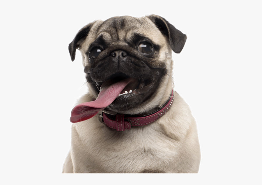 Clip Art Black Pug Dog - Pugs For Adoption, Transparent Clipart