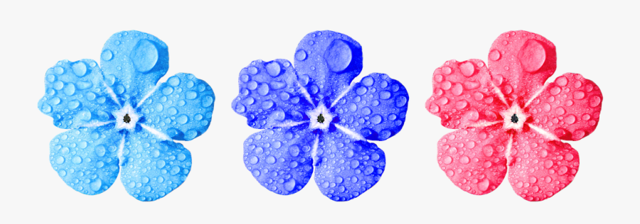 Flower, Forget Me Not, Close Up, Leaves - Forget Me Not Clear Background, Transparent Clipart