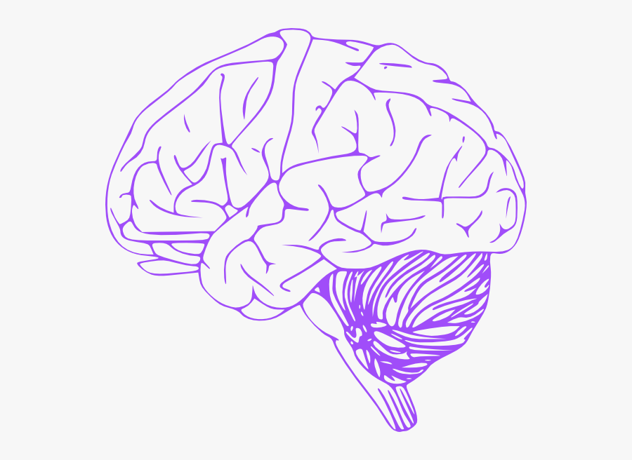 Small Inferior Frontal Cortex, Transparent Clipart