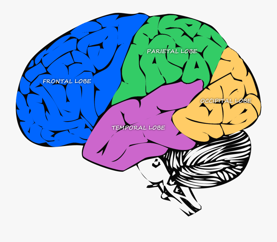 Diagram Of The Major Lobes Of The Brain Clipart , Png - Brain, Transparent Clipart