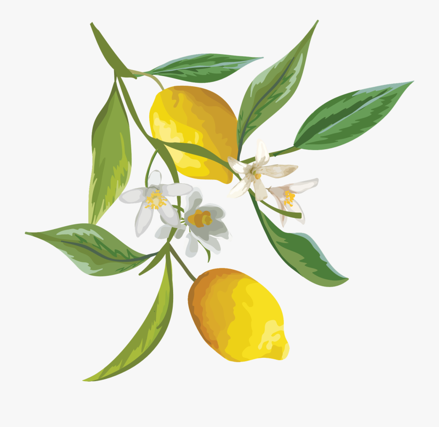 Clip Art Lemon Buds - Lemon With Flower, Transparent Clipart