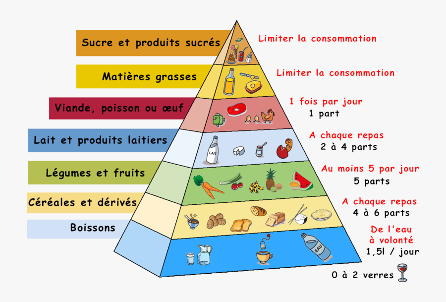 Transparent Food Pyramid Png - Corps Humain Et La Santé, Transparent Clipart
