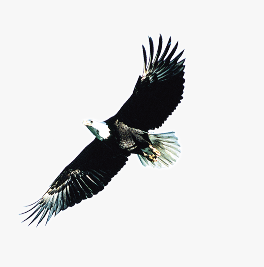 Condor Drawing Eagle Wings Spread - 雄 鹰, Transparent Clipart