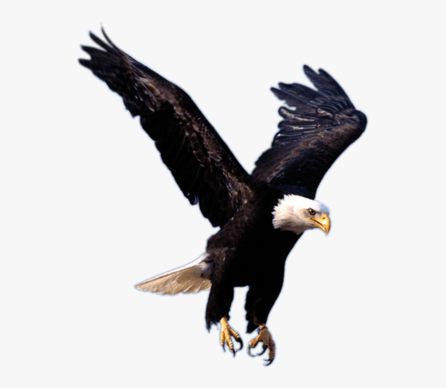 Download Eagle Free Png Photo Images And Clipart - Transparent Background Eagle Logo, Transparent Clipart