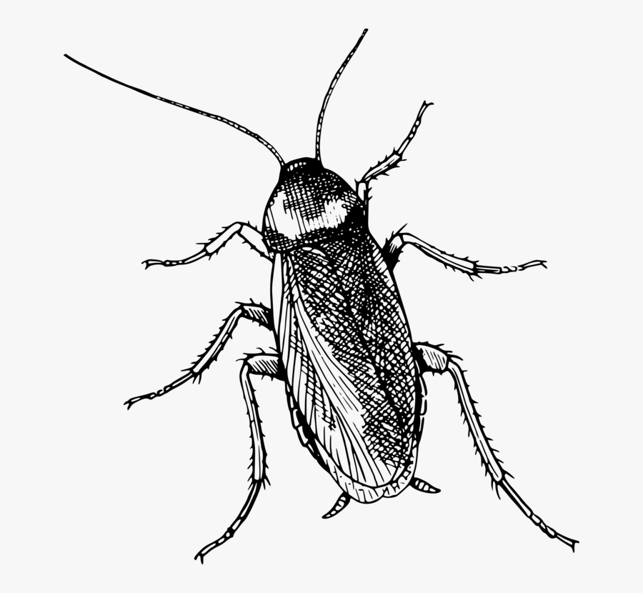 Cockroaches For Kids, Transparent Clipart