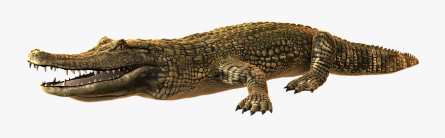 Alligatore Png, Transparent Clipart