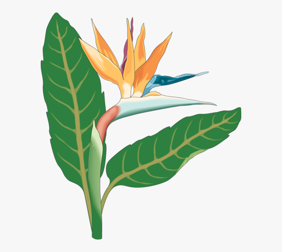 Birds Of Paradise Png, Transparent Clipart