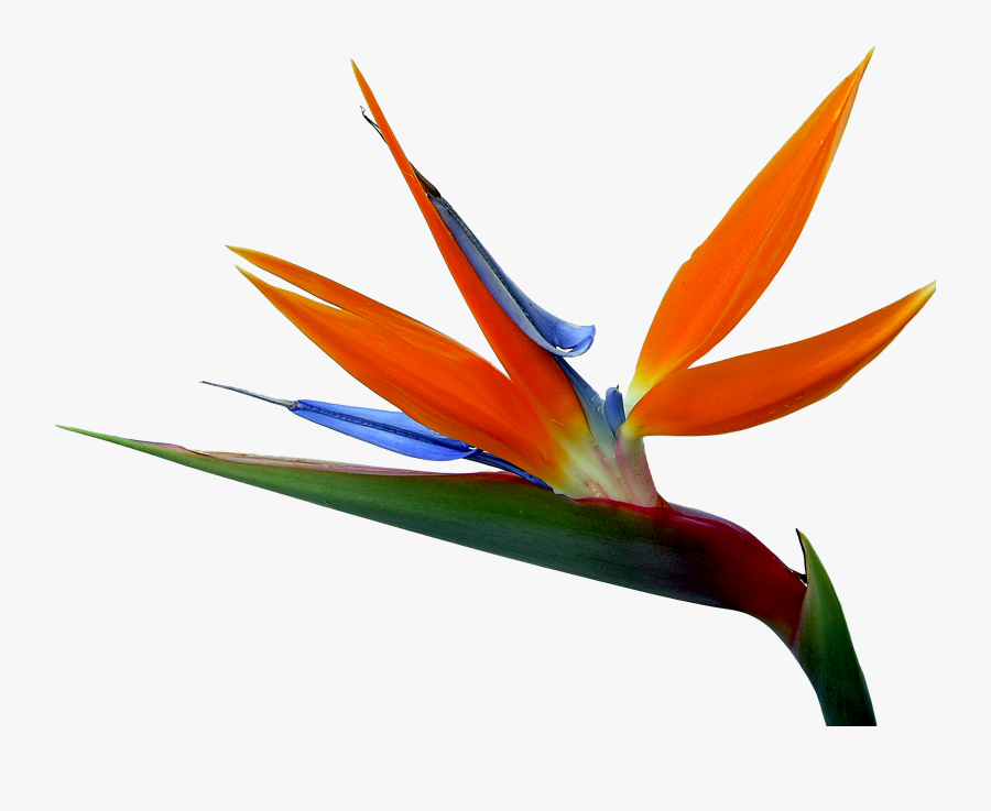 And Strelitzia Bird Of Paradise Reginae Birds Flowers - Bird Of Paradise Png, Transparent Clipart