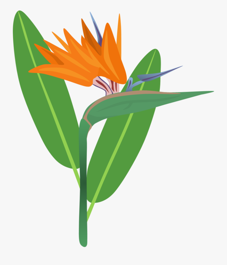 Bird Of Flower Png For Free - Bird Of Paradise Plant Cartoon, Transparent Clipart