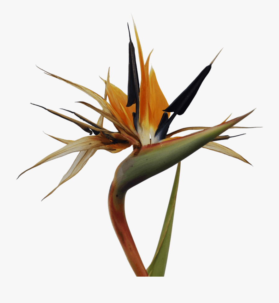 Bird Of Paradise Clip Art - Bird-of-paradise, Transparent Clipart