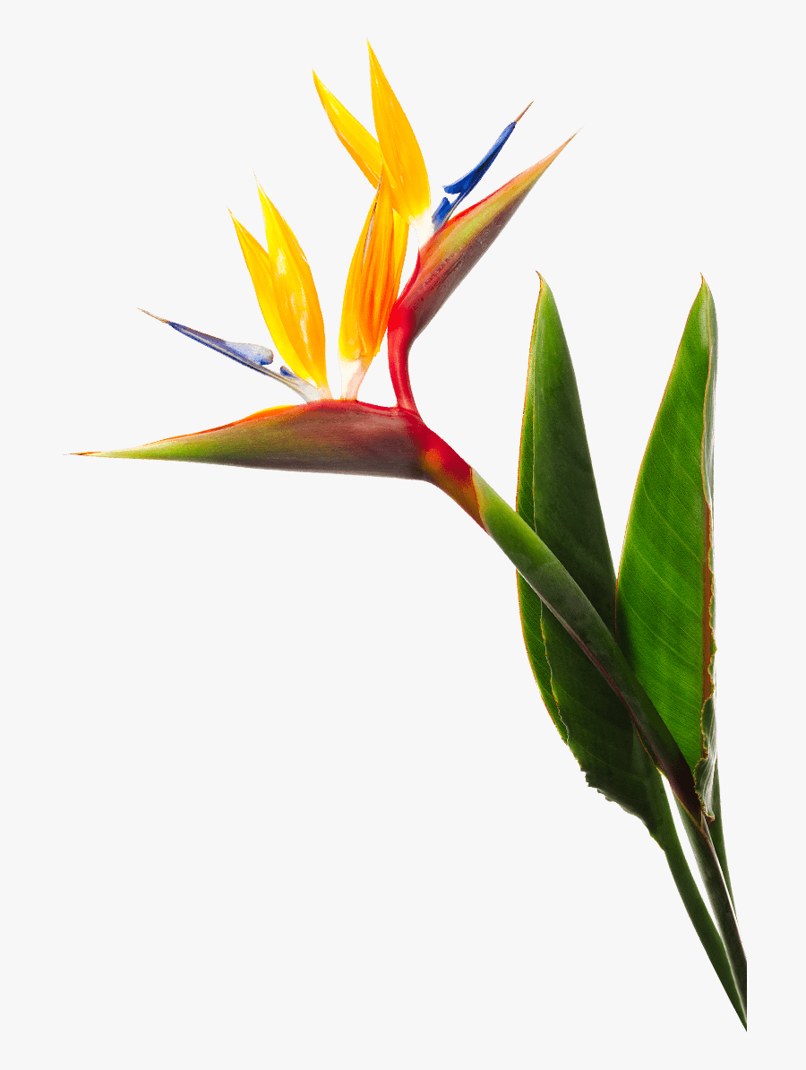 Birds Of Paradise Flower - Birds Of Paradise Png, Transparent Clipart