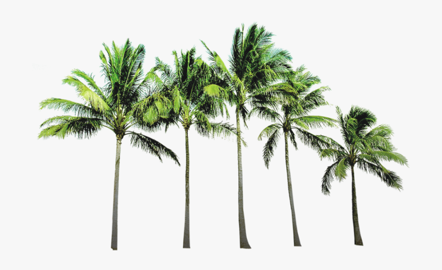 Arecaceae Beach Wallpaper - Coconut Tree Png File, Transparent Clipart