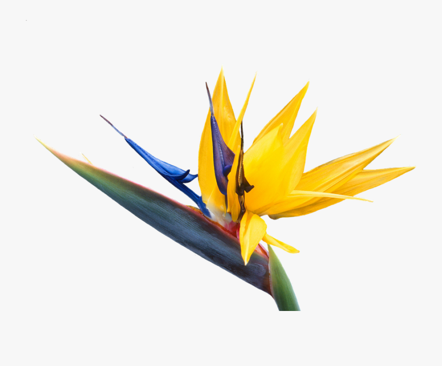 Caudata, Flower, Bird Of Paradise Flower - Bird Of Paradise Flower Png, Transparent Clipart