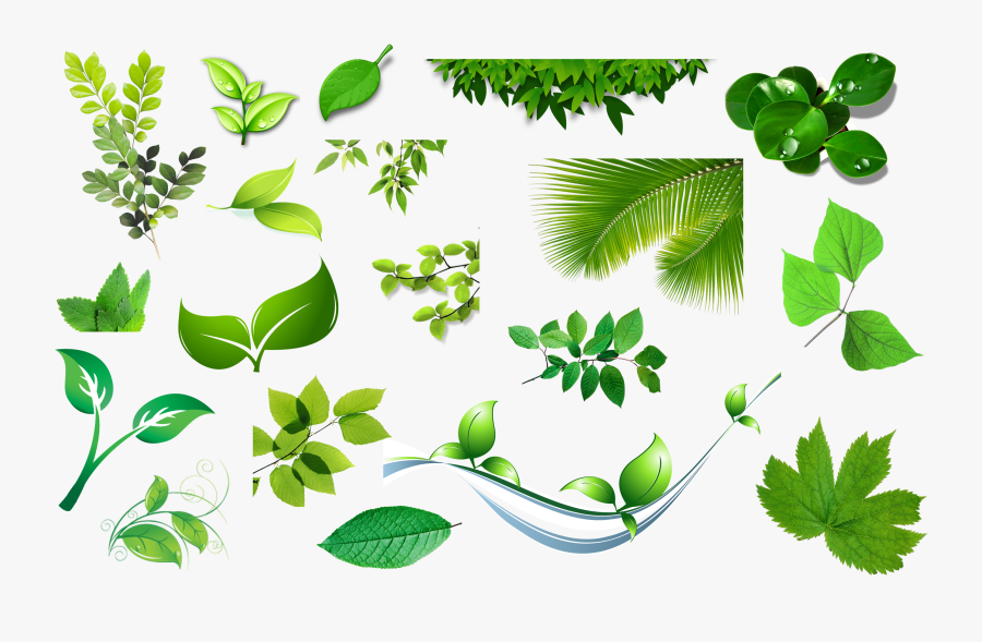 Res Set Of Leaves - Leaves, Transparent Clipart