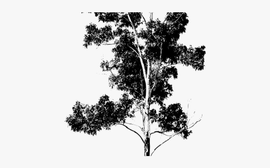 Innovation Clipart Tree - Eucalyptus Tree Png, Transparent Clipart