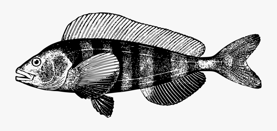 Transparent Angler Fish Clipart - Illustration, Transparent Clipart