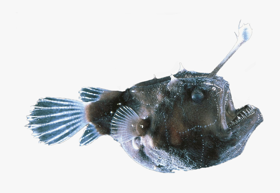 Sea Fish,bony Fish,ray Finned Fish - Angler Fish Male Bite Female, Transparent Clipart