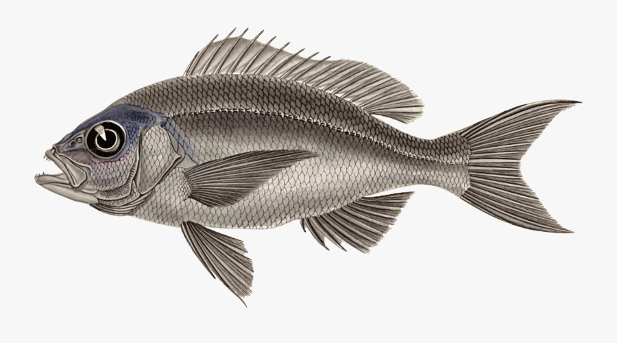 Perch,tilapia,seafood, Transparent Clipart